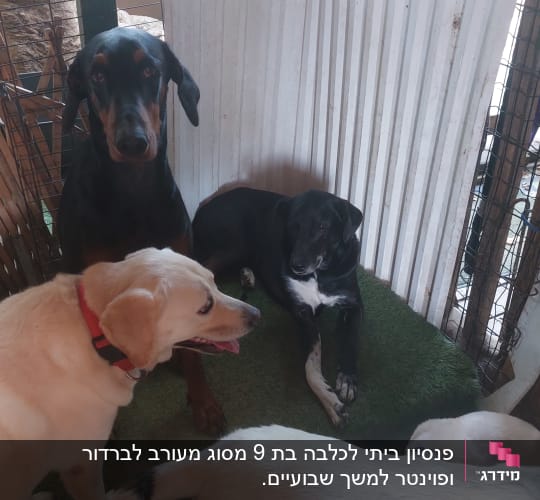כלבים בכלביה על דשא מלאכותי
